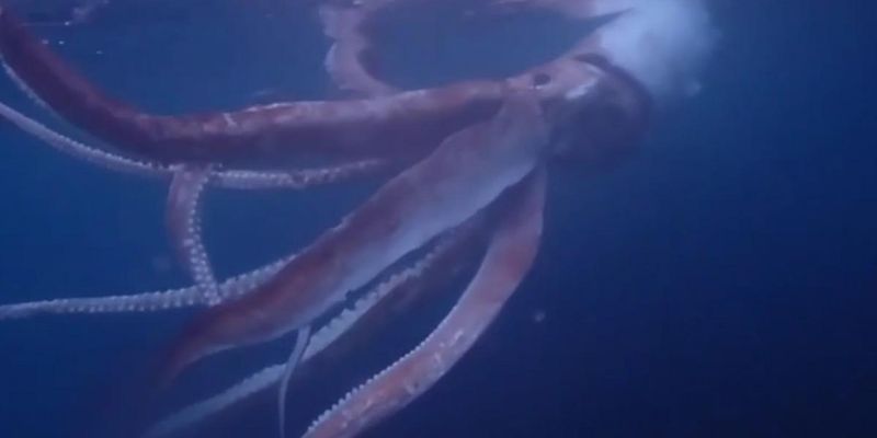 Пара сняла редкие кадры гигантского кальмара у берегов Японии