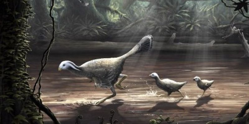 Ученые с помощью страусов выяснили, как динозавры учились летать