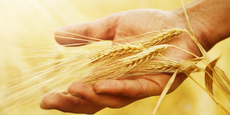 В Украине собрали рекордный за историю урожай зерна и масличных культур