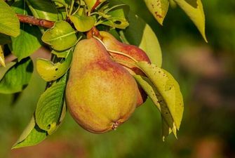 Назван самый полезный летний фрукт для здоровья внутренних органов