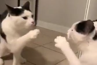 «Яркая реакция»: кота взбесило свое отражение в зеркале