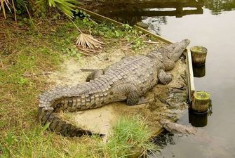 Задрімав на пляжі: у Мексиці на рибалку накинувся двометровий крокодил