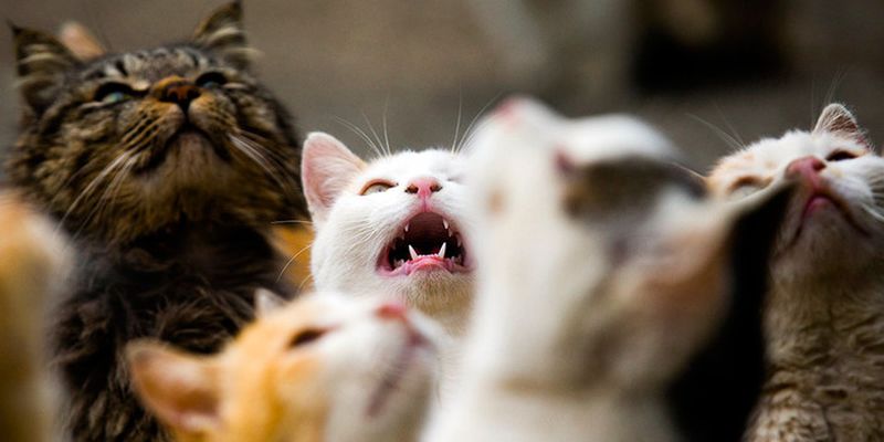 Ученые заявили, что кошки стали заражаться коронавирусом
