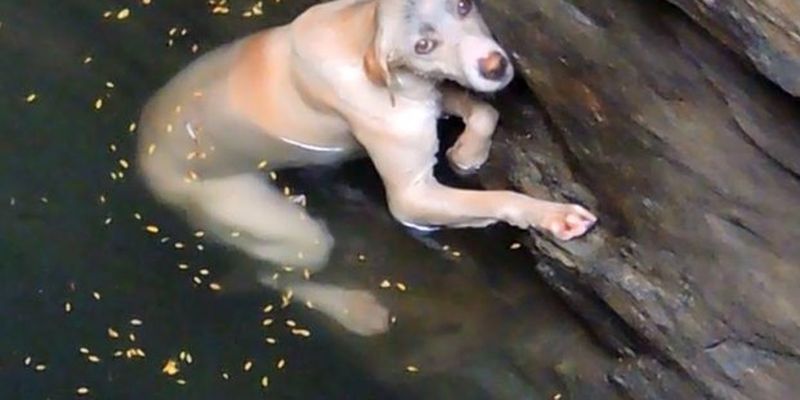 Собака несколько часов плавала в глубоком колодце, пока ее нашли