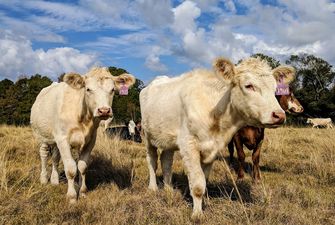 Чисельність корів в Україні зменшилася на 6,4%