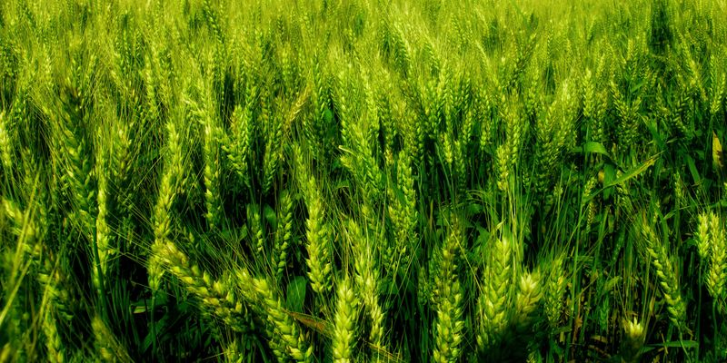 «UKRAVIT» вводить нову послугу для аграріїв — трейдинг