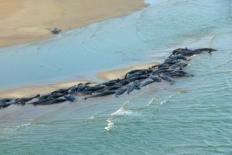 Вследствие массового выброса китов в Австралии погибли уже 380 животных