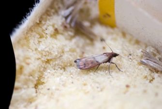 Как защитить крупу от насекомых?