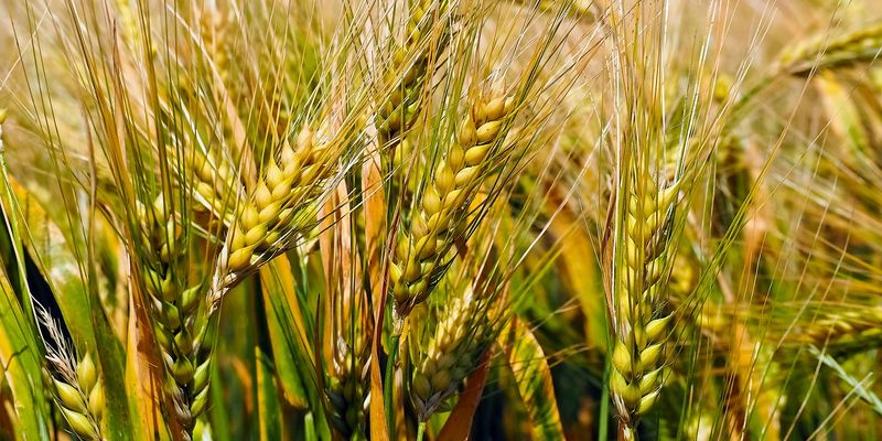З України експортовано 38,3 млн тонн зерна