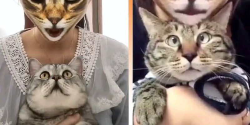 Реакция животных бесценна: Пользователи Сети шокируют котов с помощью масок
