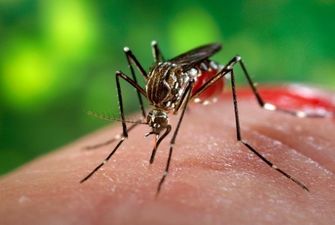 Комары принесли в Россию смертельные болезни
