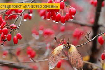 На Закарпатье собирают кизил с самой большой плантации в Украине
