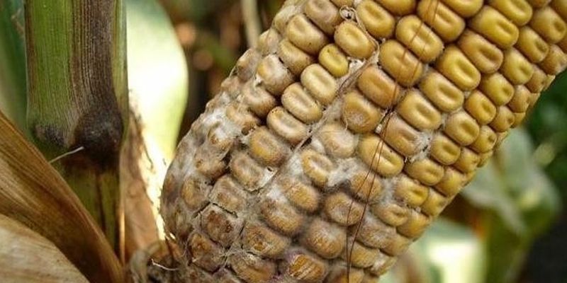 На украинский рынок не допустили свыше 40 тонн зараженной кукурузы из США