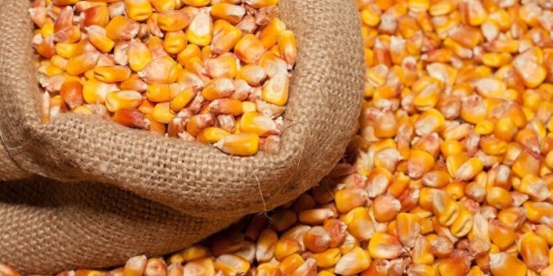 Аграрии с прифронтовых территорий смогут бесплатно получить семена кукурузы