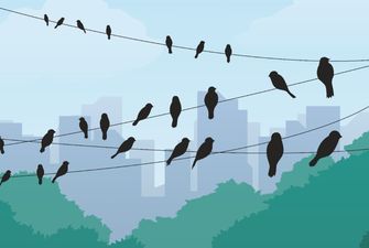  Почему птицы сидя на проводах не умирают?