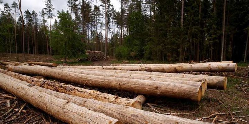 Україна планує скасувати мораторій на експорт лісу - торговельний представник