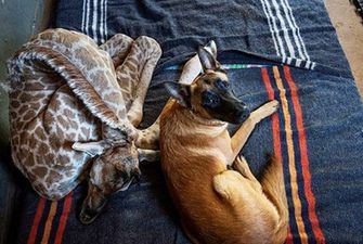 Пес влюбился в сироту-жирафа и оберегает его