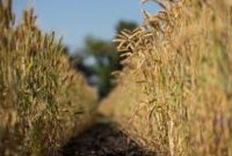 Украинские аграрии собрали уже 70% зерна