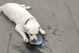 Одесские патрульные спасли собаку, которую хозяйка закрыла в автомобиле