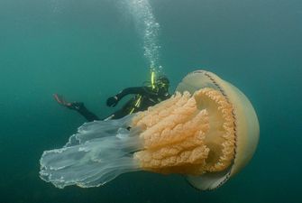Біля британських берегів сфотографували гігантську медузу-корнерота
