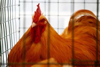 В Україні вперше з 2017 року зафіксували пташиний грип