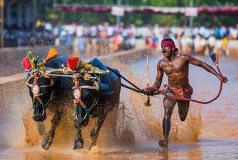 Индиец поставил рекорд скорости в забеге по рисовому полю
