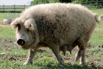 В Польше огромные свиньи съели своего хозяина: детали жуткой истории