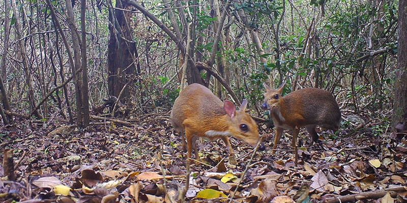 Крихітних мишей-оленів знайшли у джунглях В'єтнаму: казкові фото