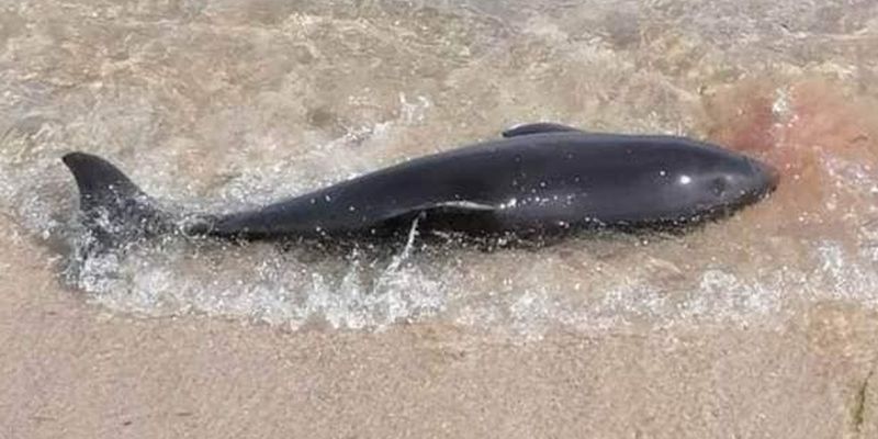 Враг уничтожает все живое: сколько дельфинов погибло в Черном море в марте