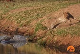 Бой крокодила и леопарда за еду сняли на видео