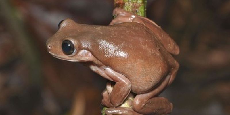 Очень даже симпатичные - ученые открыли неизвестных ранее "шоколадных" лягушек: фото