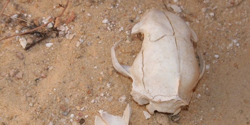 На останках древних людей археологи нашли такое, что перевернет всю историю