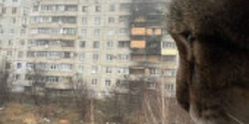 Кіт-блогер Степан повернувся до Харкова