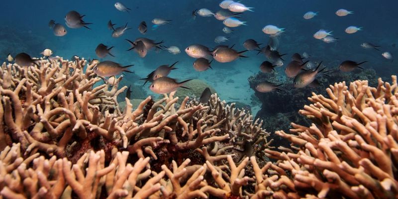 ЮНЕСКО заявила об угрозе существования Большого Барьерного рифа