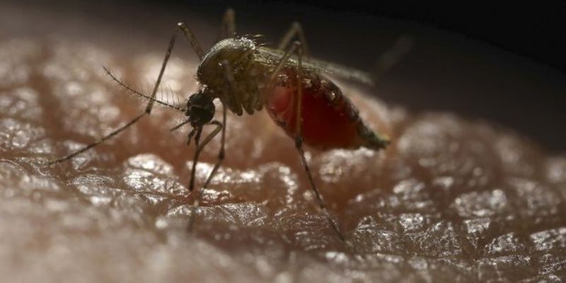 Створили комарів, які здатні зупинити смертельну лихоманку