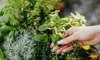 Защитят от негатива и порчи: какие травы обязательно нужно хранить дома