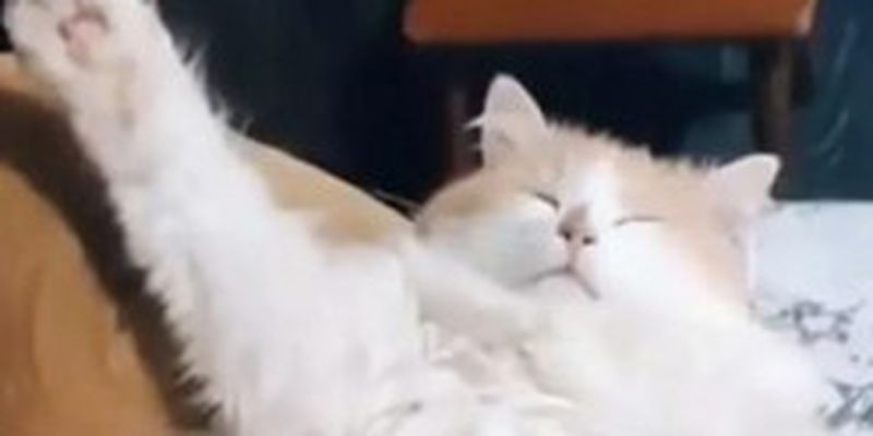 «Суперзвезда»: Пушистый кот уснул в забавной позе
