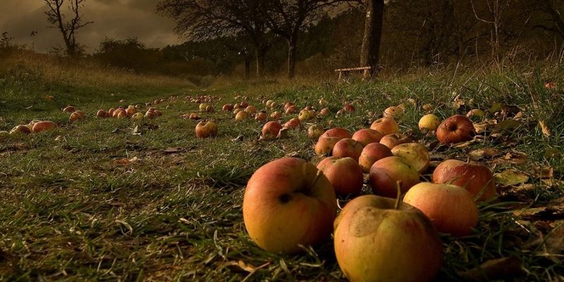 Агроном: опавшие яблоки могут стать источником заражения растений, их надо убрать
