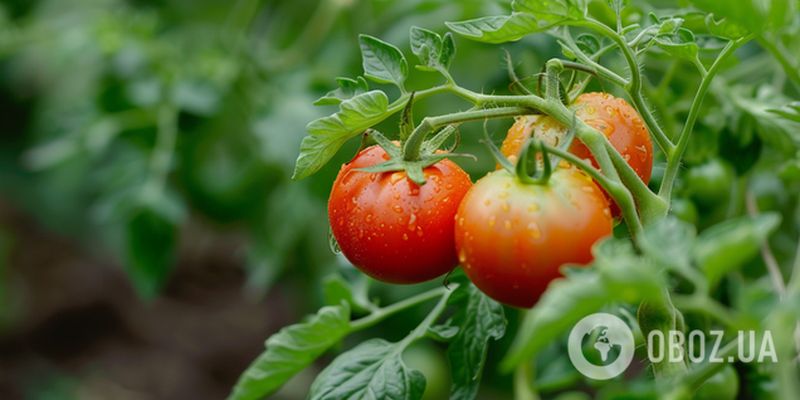 Как правильно поливать помидоры в теплице и на огороде: ошибка может уничтожить урожай