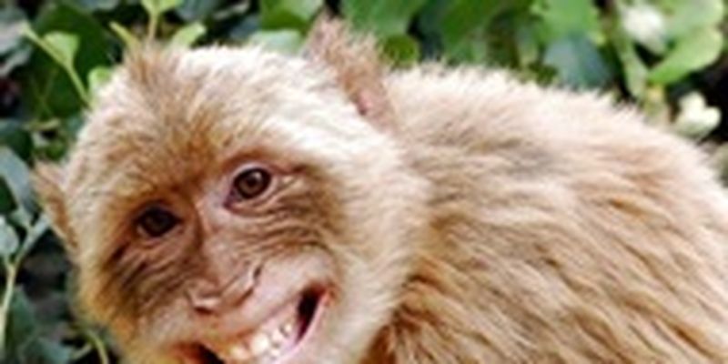 В Грузии зафиксировали первый случай оспы обезьян