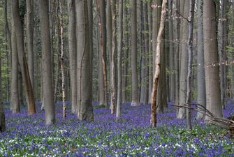 У бельгійському "синьому" лісі зацвіли чарівні гіацинти