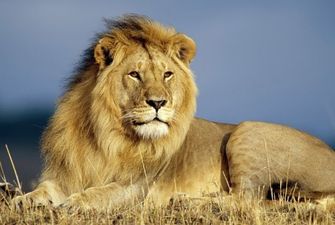 Для азіатських левів відкрили вольєр, максимально наближений до умов дикої природи
