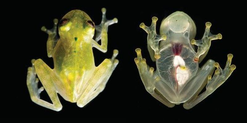 У Болівії вперше за 18 років знайшли унікальних "скляних жаб", чиє тіло просвічується наскрізь