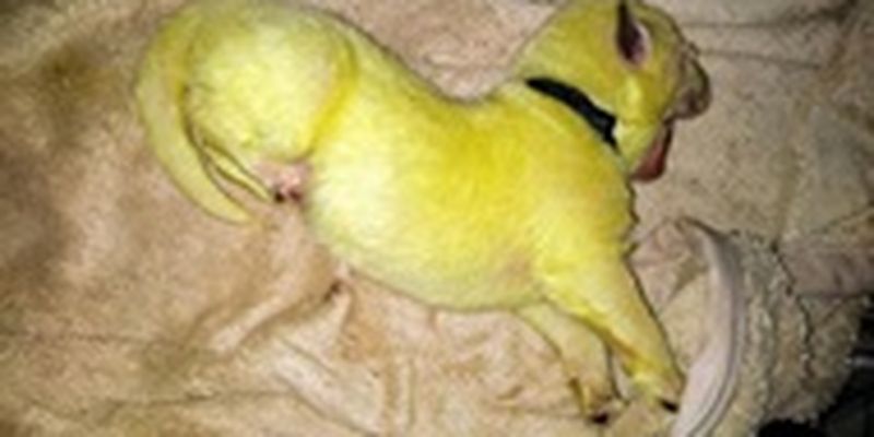 В США родился щенок с ярко-зеленой шерстью