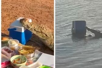 Крокодил посетил пикник туристов и украл холодильник — курьезное видео