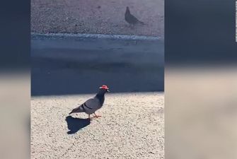 В Лас-Вегасе летают голуби в ковбойских шляпах