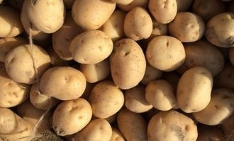 Когда закладывать картофель на проращивание и как это делать: полезные советы огородникам/Важно учитывать температурные условия