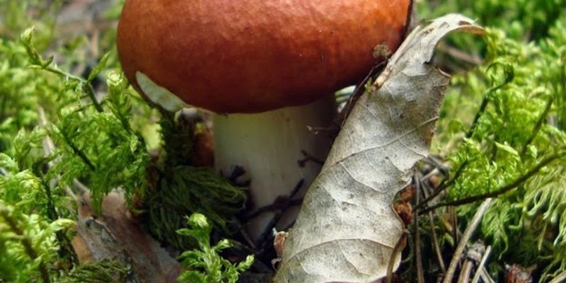 Специалисты определили безопасную в рационе дозу грибов