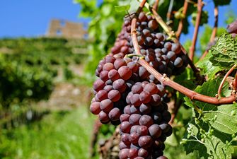 В Україні переробка винограду на виноматеріали скоротилась на 38,8%