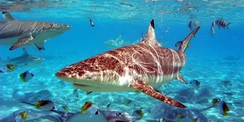 На Мальдивах акула напала на российского туриста. Фото 18+